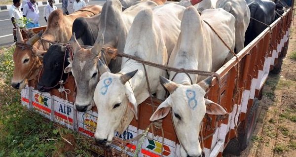 Man beaten to death suspecting of cow smuggling